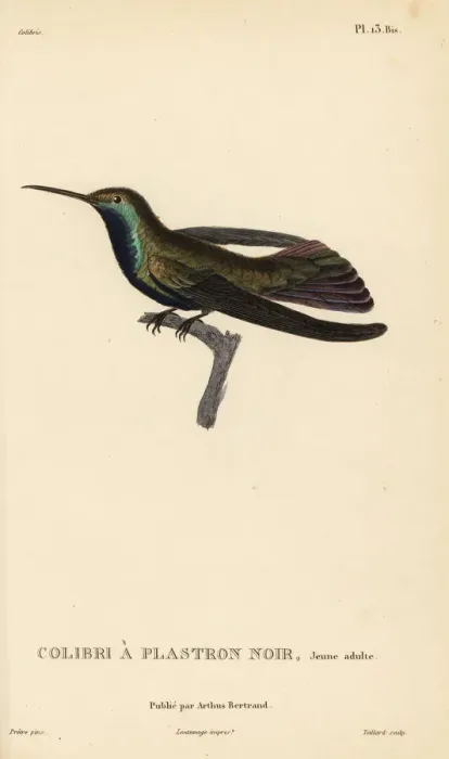 Framed Print : Black-throated mango, Anthracothorax nigricollis. Juvenile Framed Print : Black-throated mango, Anthracothorax nigricollis. Juvenile