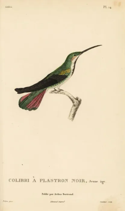 Framed Print : Black-throated mango, Anthracothorax nigricollis. Juvenile Framed Print : Black-throated mango, Anthracothorax nigricollis. Juvenile