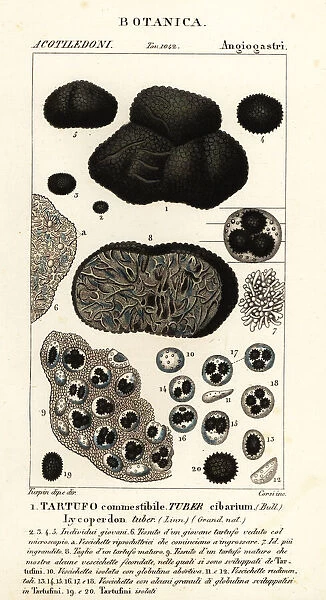 Black truffle, Tuber melanosporum