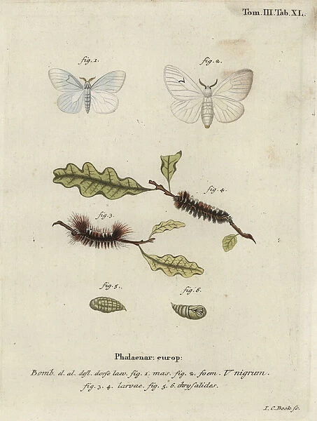 Black V moth, Arctornis l-nigrum