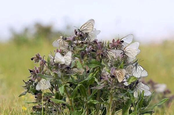 Black-veined White Butterflies - gathered on flowering