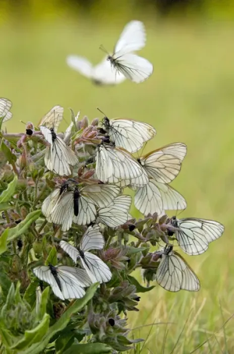 Framed Print : Black-veined White Butterflies - gathered on flowering Framed Print : Black-veined White Butterflies - gathered on flowering