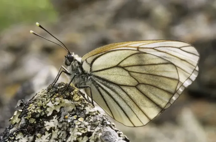 Framed Print : Black-veined White Butterfly - resting on a stone Framed Print : Black-veined White Butterfly - resting on a stone