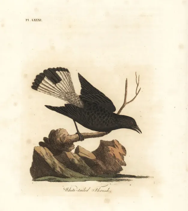 Framed Print : Black wheatear, Oenanthe leucura Framed Print : Black wheatear, Oenanthe leucura