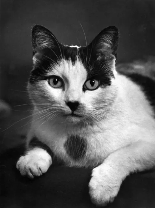 Framed Print : BLACK AND WHITE CAT Framed Print : BLACK AND WHITE CAT