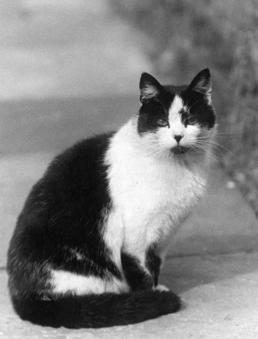 Framed Print : BLACK AND WHITE CAT Framed Print : BLACK AND WHITE CAT