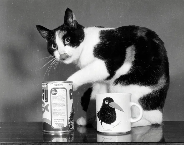 Framed Print : A black and white cat checking the cat food Framed Print : A black and white cat checking the cat food