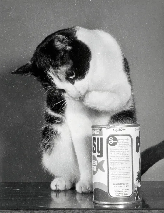 Framed Print : A black and white cat checking the cat food Framed Print : A black and white cat checking the cat food