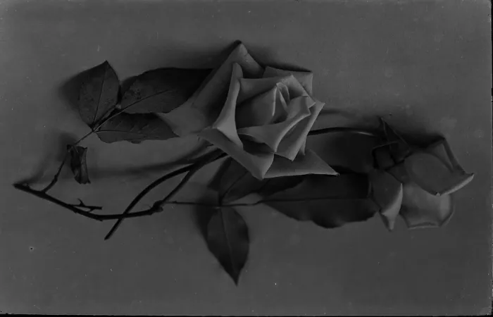 Framed Print : Black and White Rose Arrangement Framed Print : Black and White Rose Arrangement