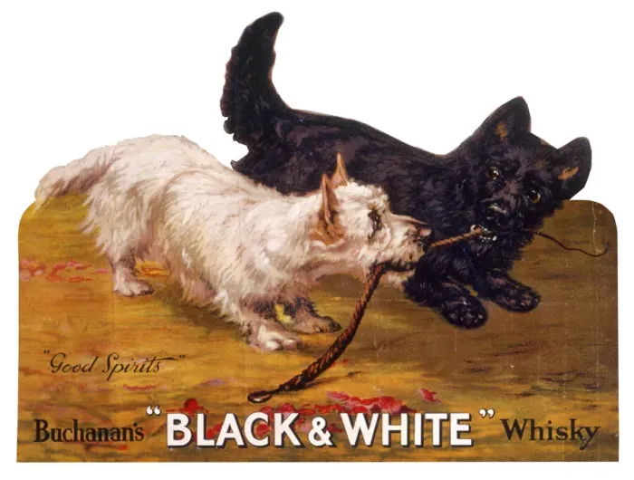 Framed Print : Black & White terriers, Buchanans Whisky Framed Print : Black & White terriers, Buchanans Whisky