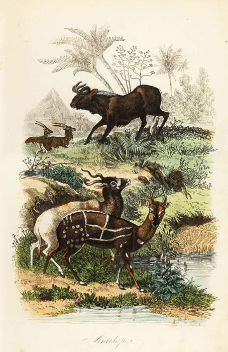 Framed Print : Black wildebeest, addax and harnessed bushbuck Framed Print : Black wildebeest, addax and harnessed bushbuck