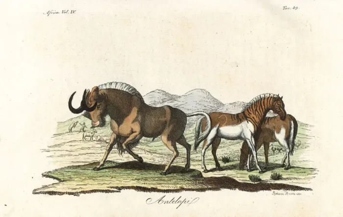 Framed Print : Black wildebeest and extinct quagga Framed Print : Black wildebeest and extinct quagga