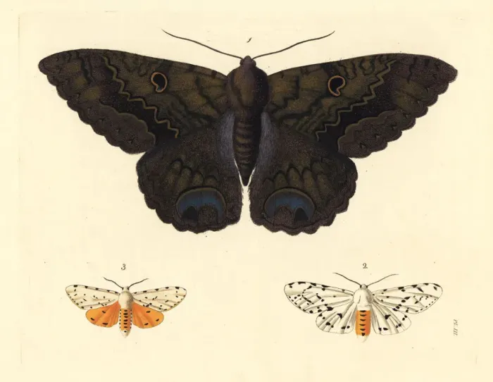 Framed Print : Black witch and salt marsh moth Framed Print : Black witch and salt marsh moth