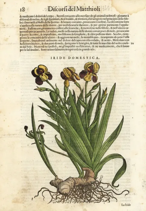 Framed Print : Blackberry lily, Iris domestica Framed Print : Blackberry lily, Iris domestica