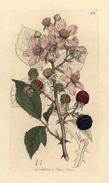 Blackberry, Rubus fruticosus