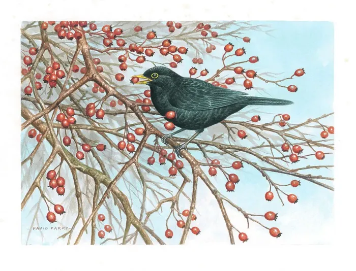 Framed Print : Blackbird by David Parry Framed Print : Blackbird by David Parry