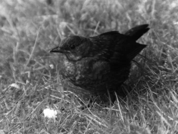 Framed Print : BLACKBIRD. A young blackbird. Date: September 1972 Framed Print : BLACKBIRD. A young blackbird. Date: September 1972