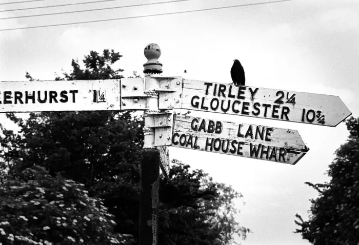 Framed Print : Blackbird on fingerpost, Gloucestershire, England Framed Print : Blackbird on fingerpost, Gloucestershire, England