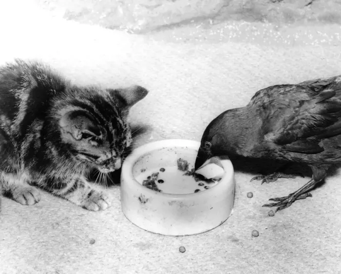 Framed Print : Blackbird and Kitten Framed Print : Blackbird and Kitten