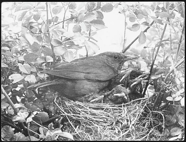 Blackbird Nesting. A blackbird sits in her nest with her brood of fledglings