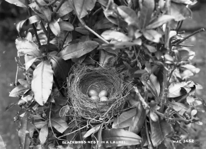 Framed Print : Blackbirds Nest in a Laurel Framed Print : Blackbirds Nest in a Laurel