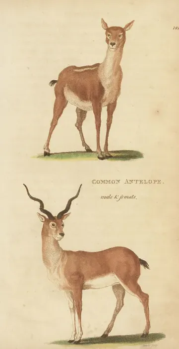 Framed Print : Blackbuck, male and female, Antilope cervicapra Framed Print : Blackbuck, male and female, Antilope cervicapra