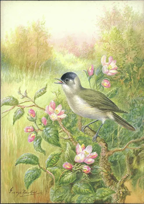 Framed Print : Blackcap by George Rankin Framed Print : Blackcap by George Rankin