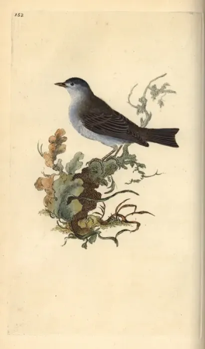 Framed Print : Blackcap, Sylvia atricapilla Framed Print : Blackcap, Sylvia atricapilla
