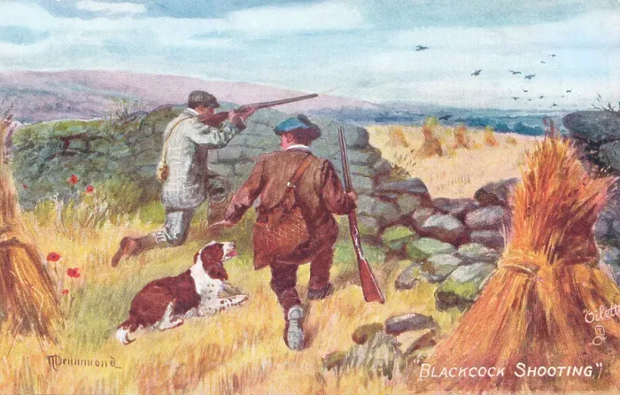 Framed Print : Blackcock (or Black Grouse) Shooting Framed Print : Blackcock (or Black Grouse) Shooting