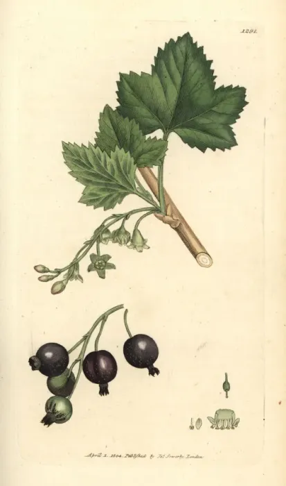 Framed Print : Blackcurrant, Ribes nigrum Framed Print : Blackcurrant, Ribes nigrum