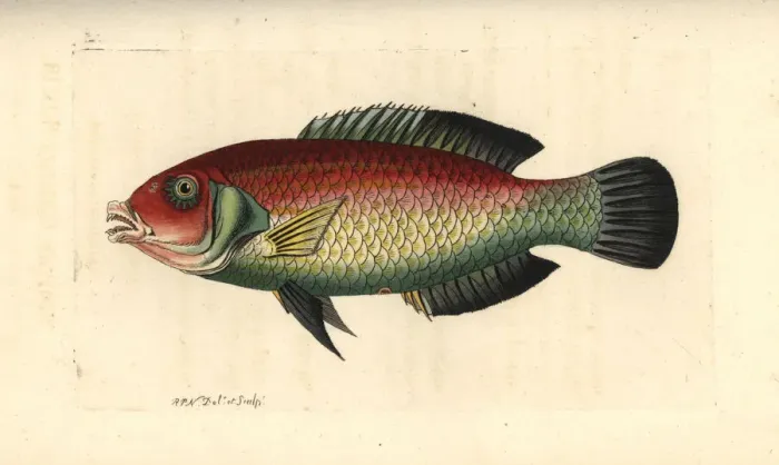 Framed Print : Blackeye thicklip, Hemigymnus melapterus Framed Print : Blackeye thicklip, Hemigymnus melapterus