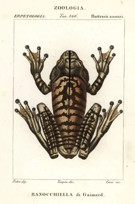 Framed Print : Blacksmith tree frog, Hypsiboas faber Framed Print : Blacksmith tree frog, Hypsiboas faber