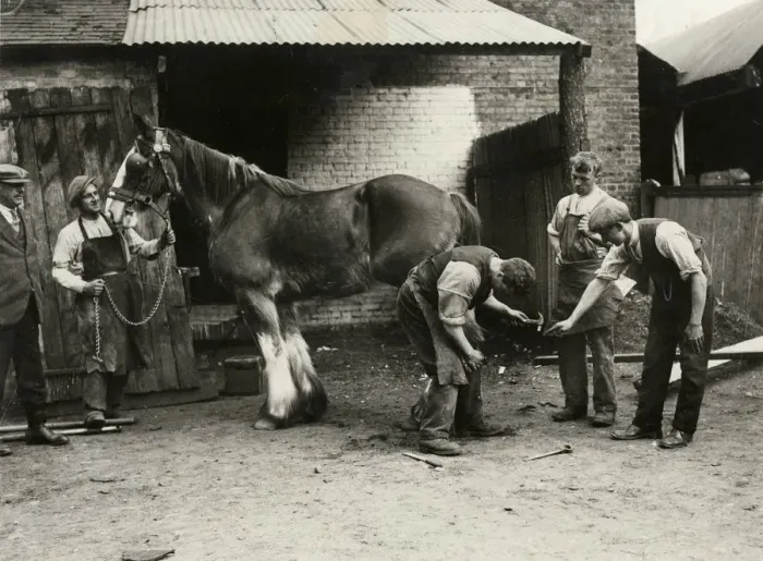 Framed Print : BLACKSMITHS / SHIRE HORSE Framed Print : BLACKSMITHS / SHIRE HORSE