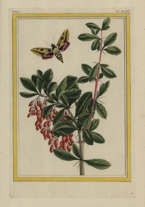 Framed Print : Blackthorn, Prunus spinosa, with sphinx moth Framed Print : Blackthorn, Prunus spinosa, with sphinx moth