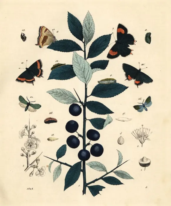 Framed Print : Blackthorn tree with brown and black hairstreak butterflies Framed Print : Blackthorn tree with brown and black hairstreak butterflies