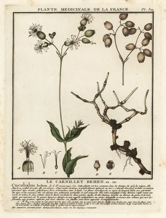 Framed Print : Bladder campion, Silene vulgaris Framed Print : Bladder campion, Silene vulgaris