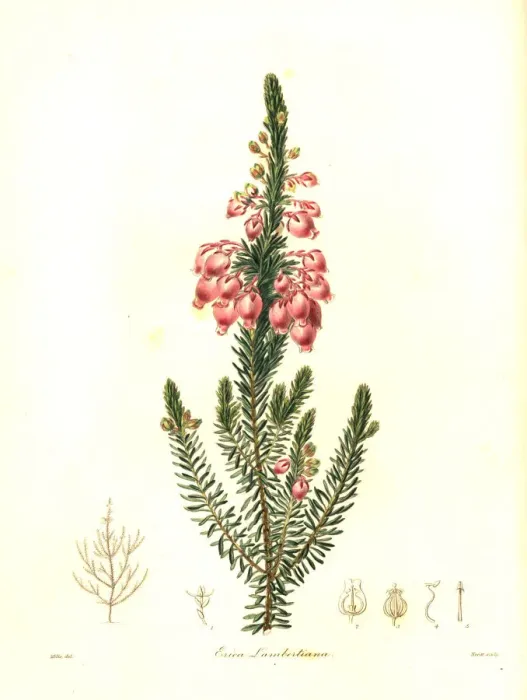 Framed Print : Bladder heath, Erica physodes Framed Print : Bladder heath, Erica physodes