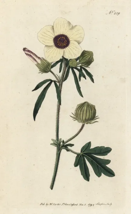 Framed Print : Bladder hibiscus, Hibiscus trionum Framed Print : Bladder hibiscus, Hibiscus trionum