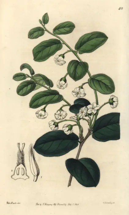 Framed Print : Bladdernut or wild coffee, Diospyros whyteana Framed Print : Bladdernut or wild coffee, Diospyros whyteana
