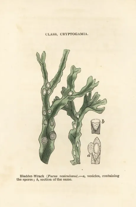 Framed Print : Bladderwrack, Fucus vesiculosus Framed Print : Bladderwrack, Fucus vesiculosus
