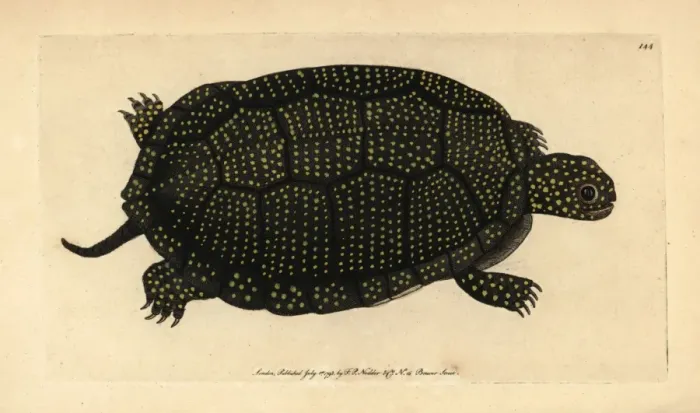 Framed Print : Blandings tortoise, Emydoidea blandingii Endangered Framed Print : Blandings tortoise, Emydoidea blandingii Endangered