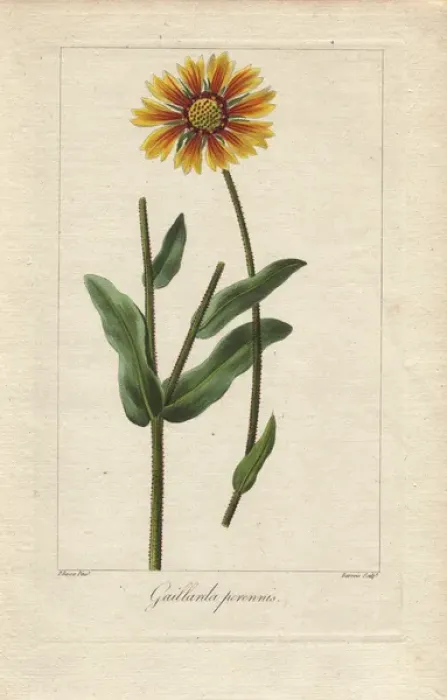 Framed Print : Blanket flower, Gaillardia aristata, native to America Framed Print : Blanket flower, Gaillardia aristata, native to America