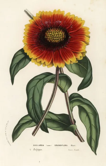 Framed Print : Blanket flower, Gaillardia grandiflora variety Framed Print : Blanket flower, Gaillardia grandiflora variety