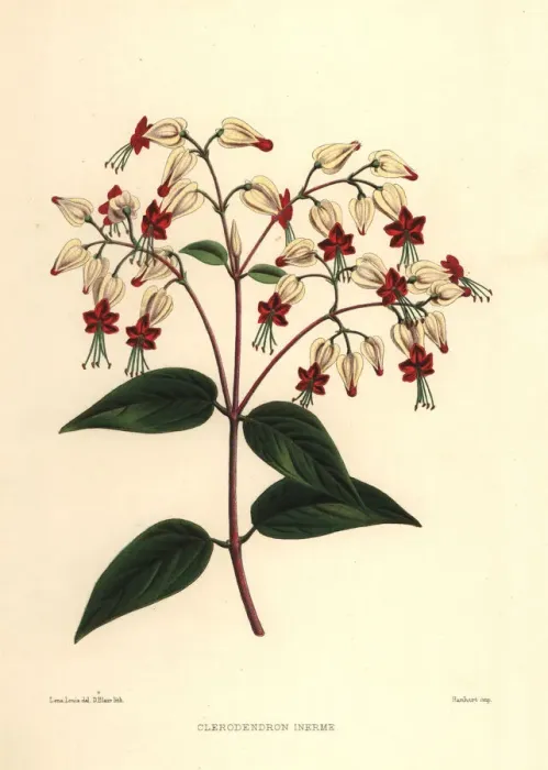 Framed Print : Bleeding glory-bower, Clerodendrum thomsoniae Framed Print : Bleeding glory-bower, Clerodendrum thomsoniae