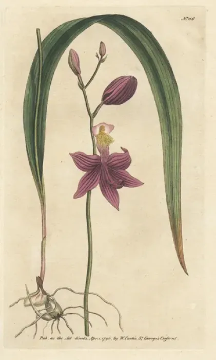 Framed Print : Bletia purpurea orchid Framed Print : Bletia purpurea orchid