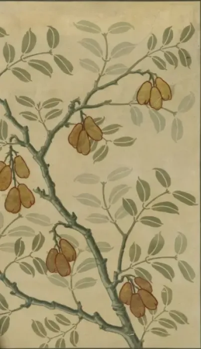 Framed Print : Blighia sapida, ackee Framed Print : Blighia sapida, ackee