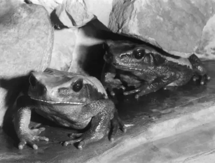 Framed Print : Blombergs Toads Framed Print : Blombergs Toads