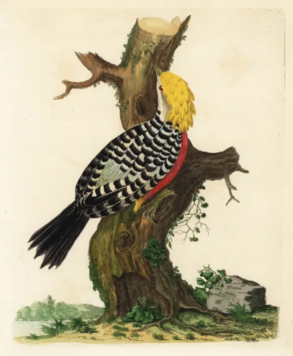 Framed Print : Blond-crested woodpecker, Celeus flavescens Framed Print : Blond-crested woodpecker, Celeus flavescens