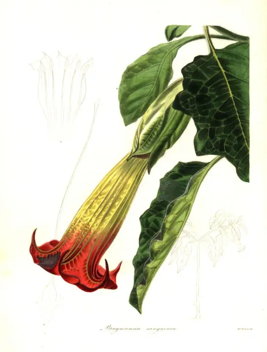 Framed Print : Blood-coloured brugmansia, Brugmansia sanguinea Framed Print : Blood-coloured brugmansia, Brugmansia sanguinea