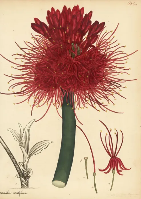 Framed Print : Blood lily, Scadoxus multiflorus Framed Print : Blood lily, Scadoxus multiflorus